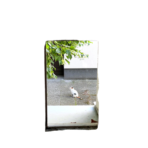 A Curious Cat On A Pavement, Framed By An Open Window With Stained Glass, Captures A Quaint Urban Moment. 14311 - Cat PNG image with transparent background